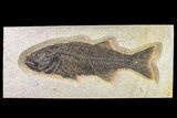 Fossil Fish (Mioplosus) From Wyoming - Large Specimen #163425-1